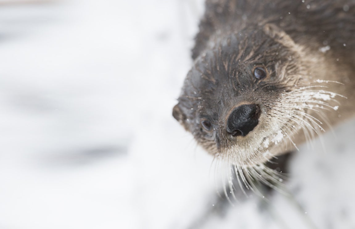 A North American river otter with wet fur and snow dusted whiskers in the snow.