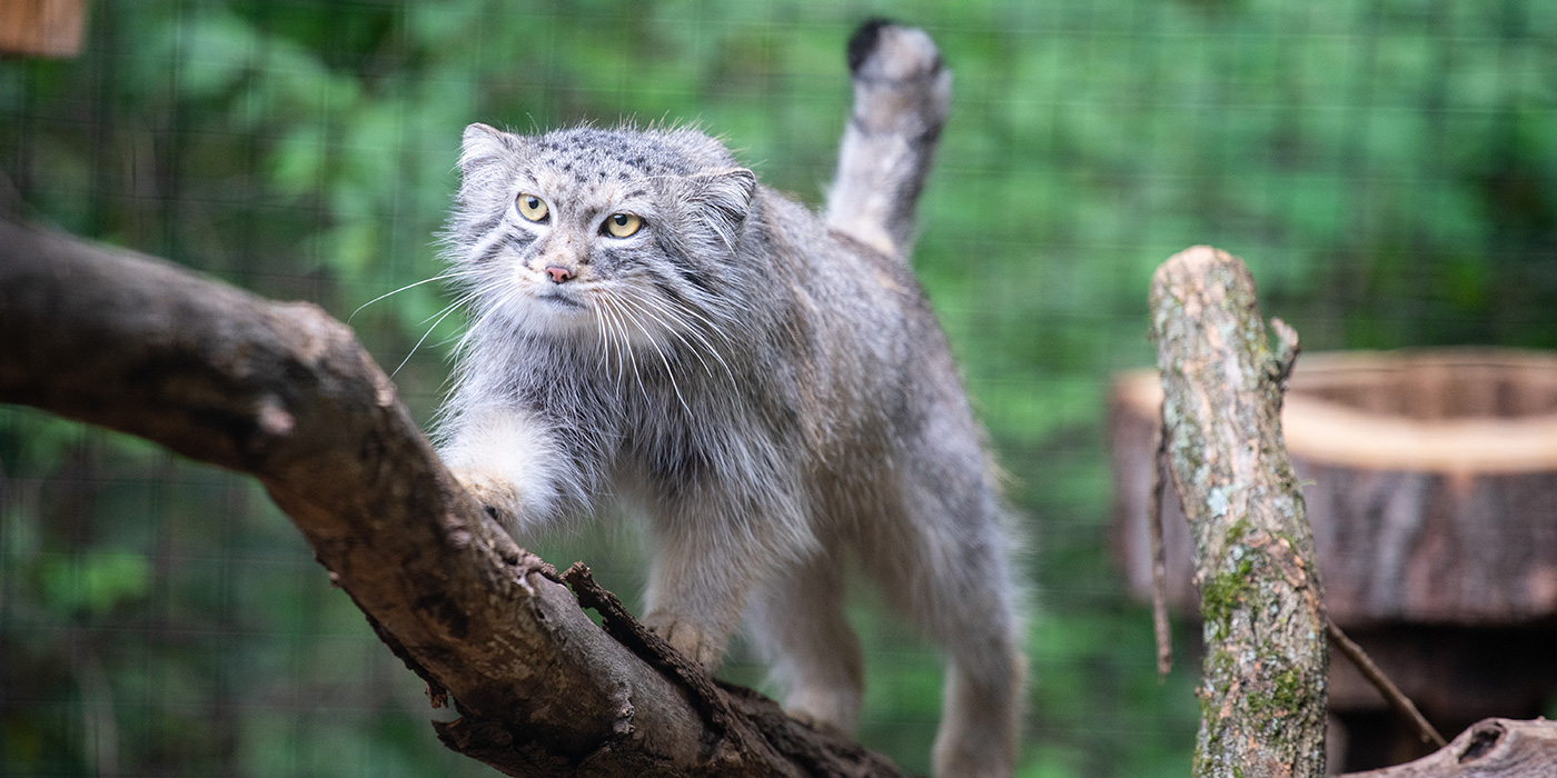 Pallas' cat  Smithsonian's National Zoo