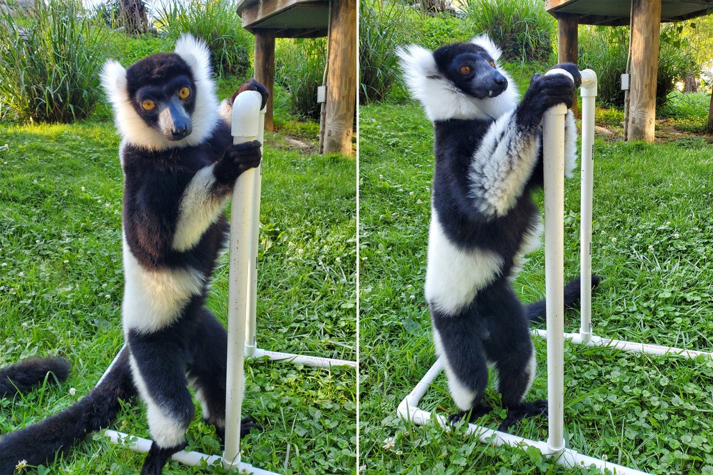 Black-and-white ruffed lemurs Aloke (left) and Wiley hold on to the taller PVC "t-stand" during their radiograph training sessions.