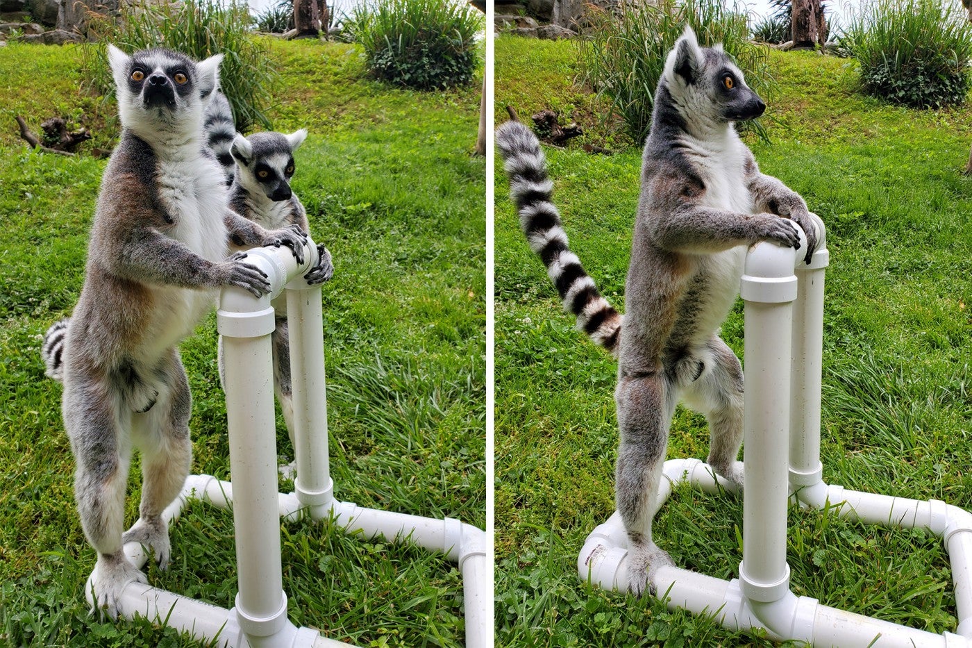 From left to right: Ring-tailed lemurs Bowie, Birch and Tom Petty participate in "t-stand" training sessions.