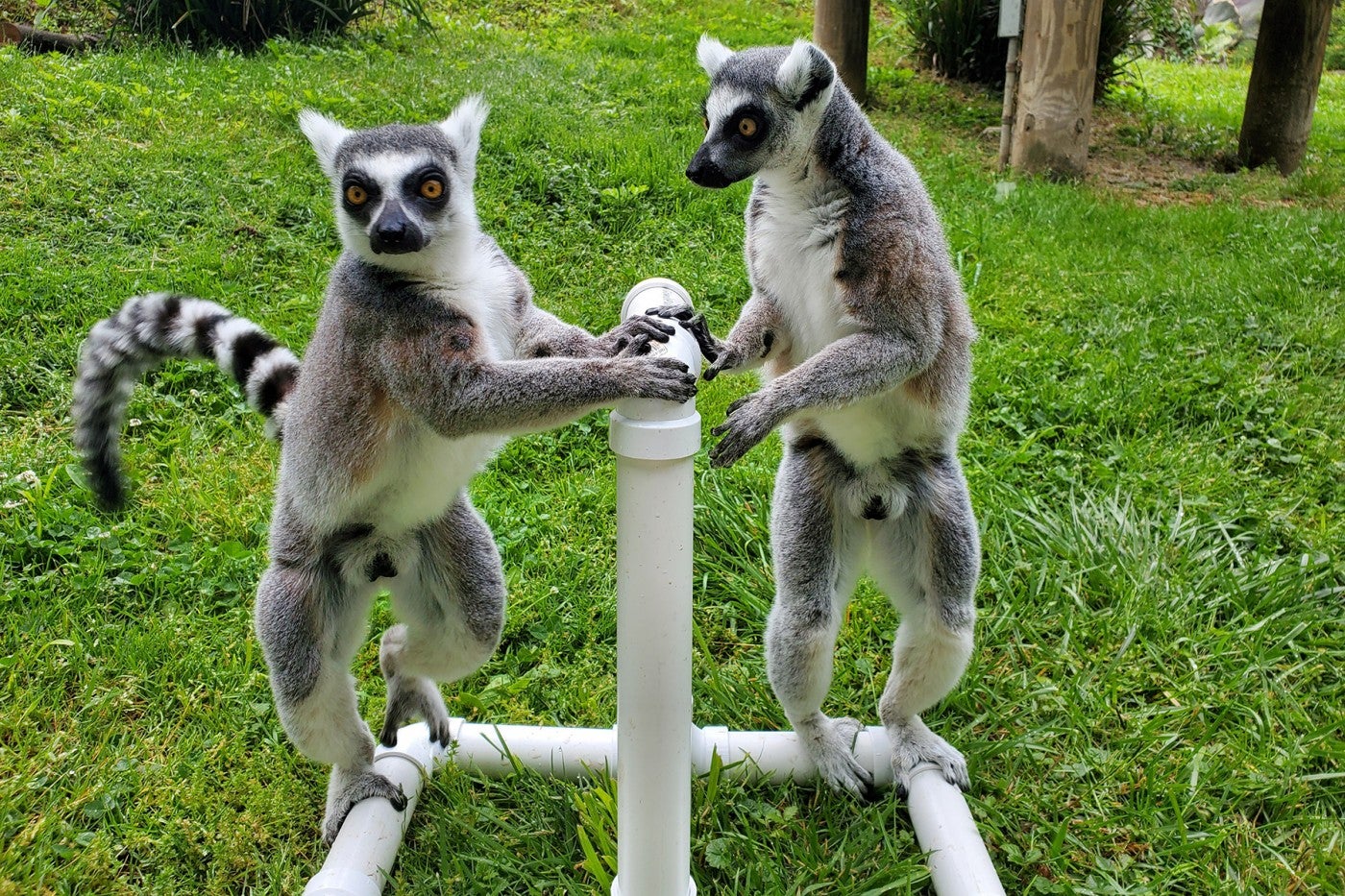 Ring-tailed lemurs Tom Petty and Birch stand atop a PVC "t-stand." Keeper Lynne McMahan uses this stand to train the boys to stand in the correct position for radiographs.