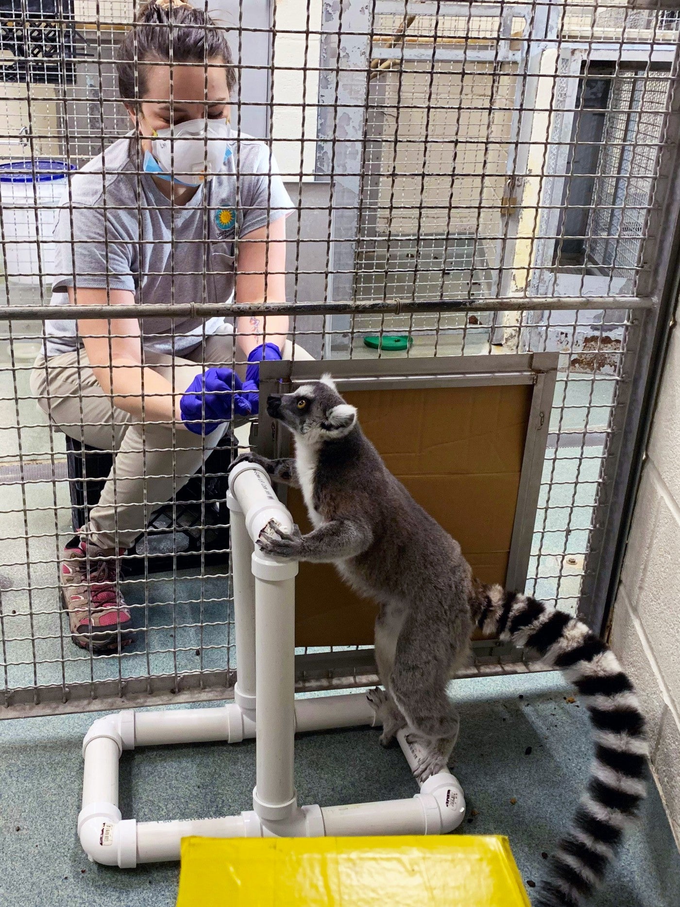 Primate keeper Lynne McMahan trains ring-tailed lemur Bowie to stand still for radiographs.