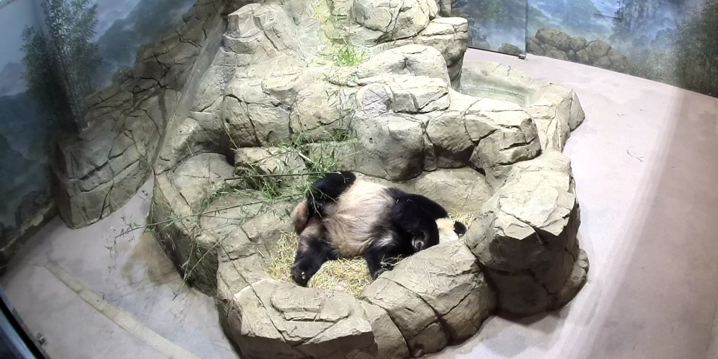 Giant Panda Mei Xiang asleep on the Panda Cam