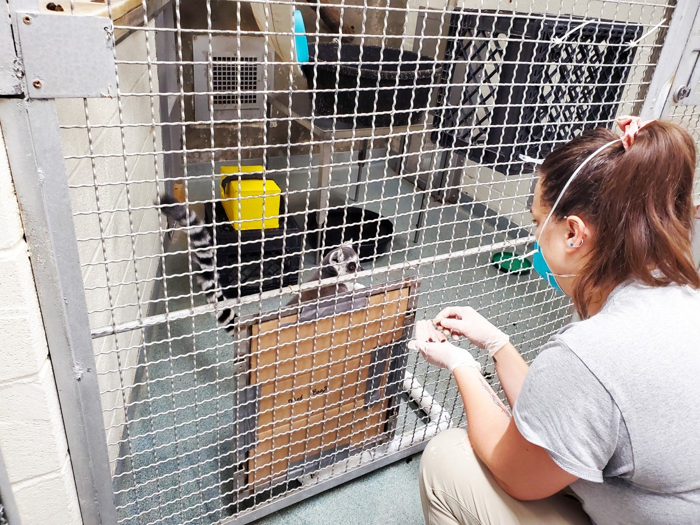 Primate keeper Lynne McMahan trains ring-tailed lemur Tom Petty. 