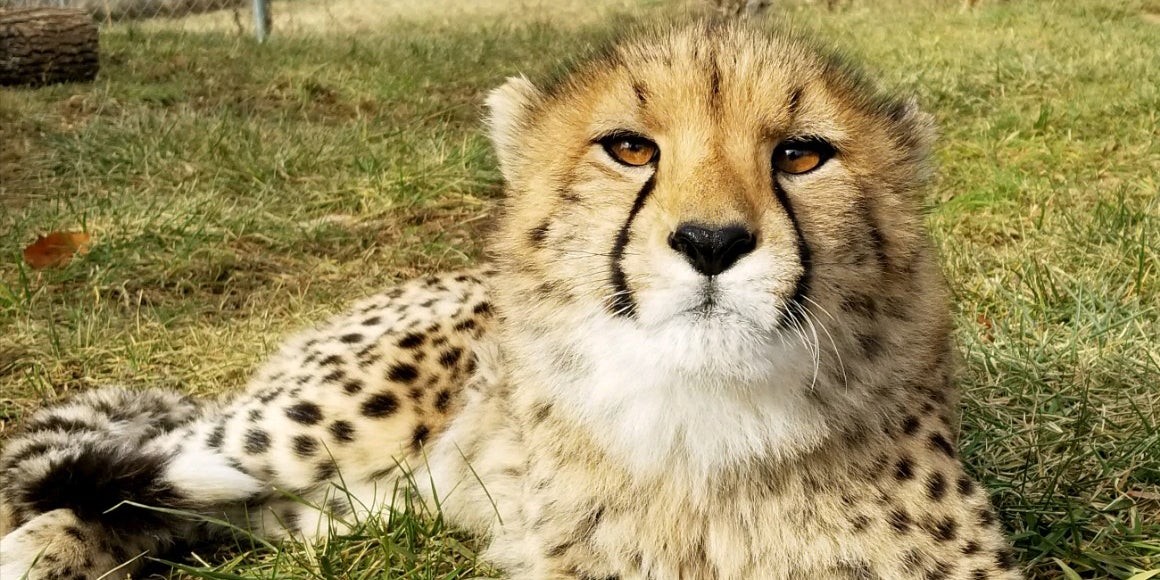 Cheetah juvenile Roosevelt at the Smithsonian Conservation Biology Institute.
