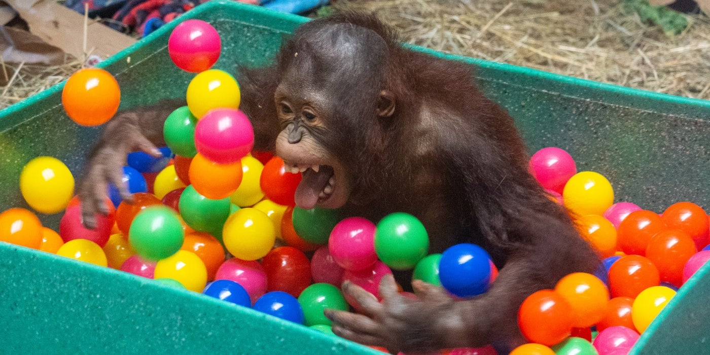 Infant orangutan Redd sits in a bucket filled with colorful plastic ball and uses his long limbs to toss them around
