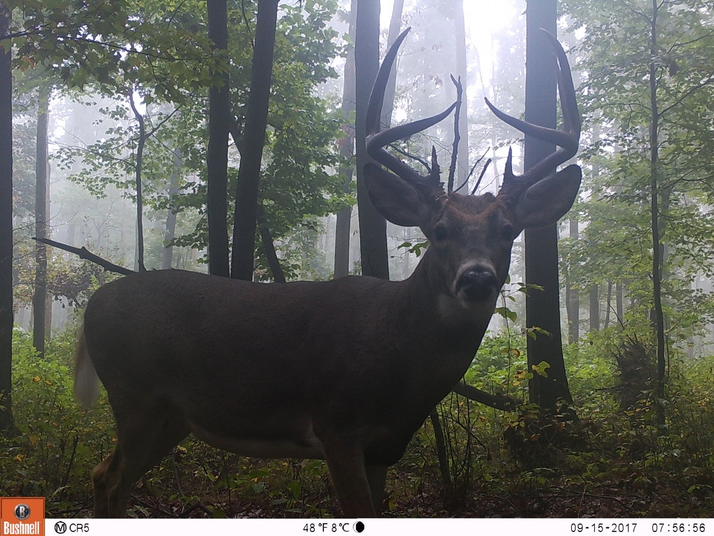 A West Virginia camera trap snapped a photo of this white-tailed deer. 