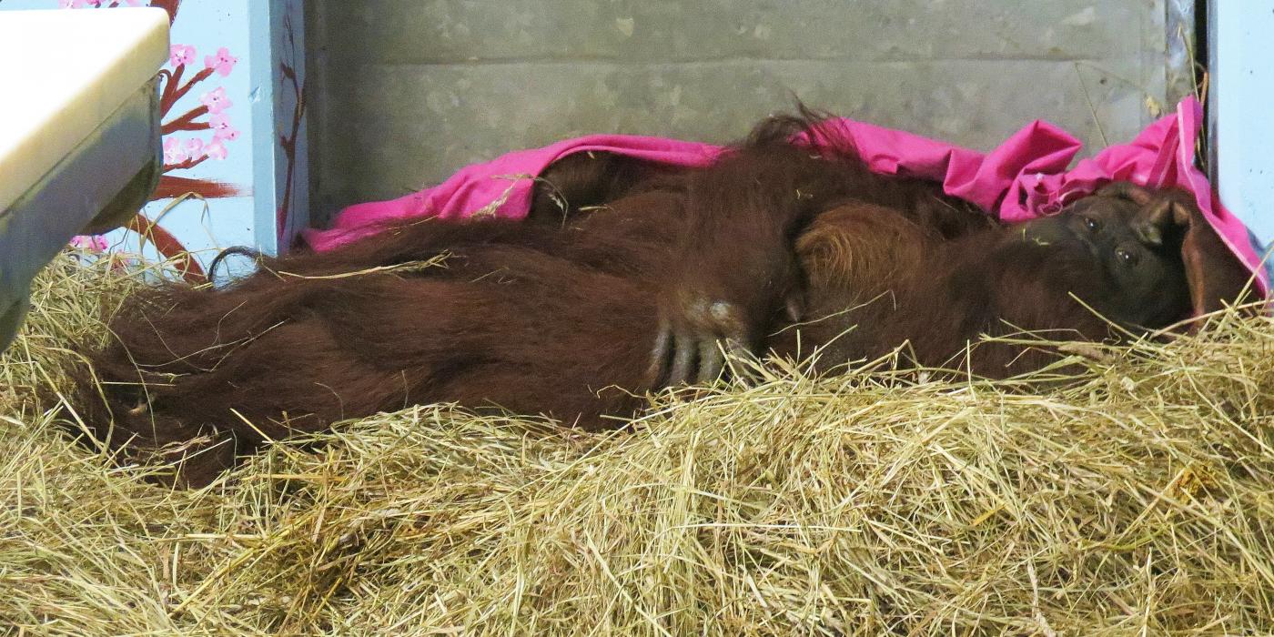 Bornean-Sumatran orangutan Bonnie lays in her nest. 