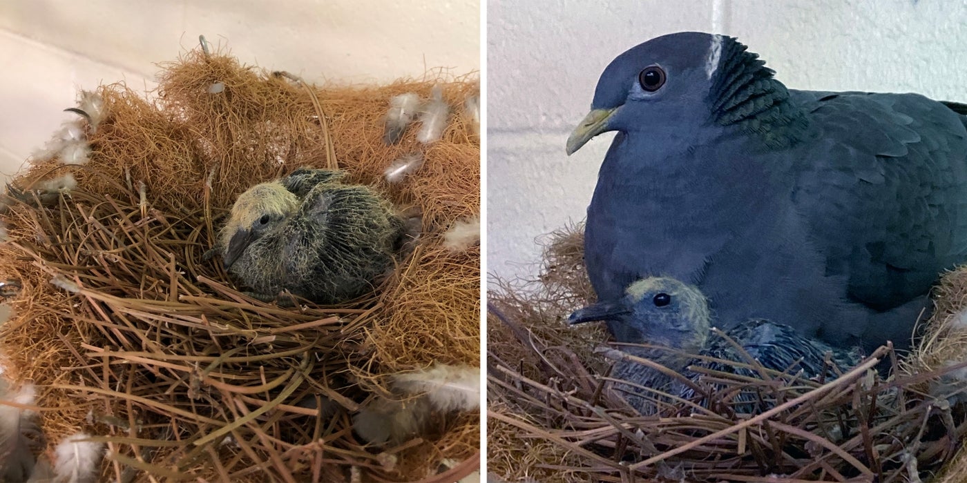 Band tailed pigeon chick 2020