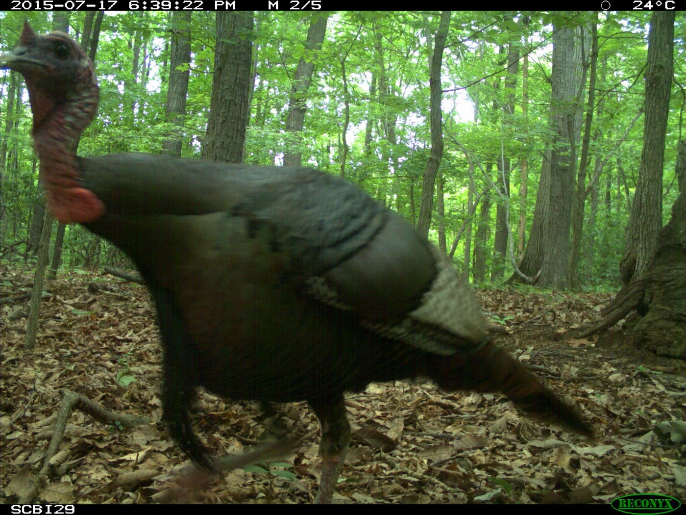 A turkey captured on the Smithsonian Conservation Biology Institute's camera trap in Washington, D.C.