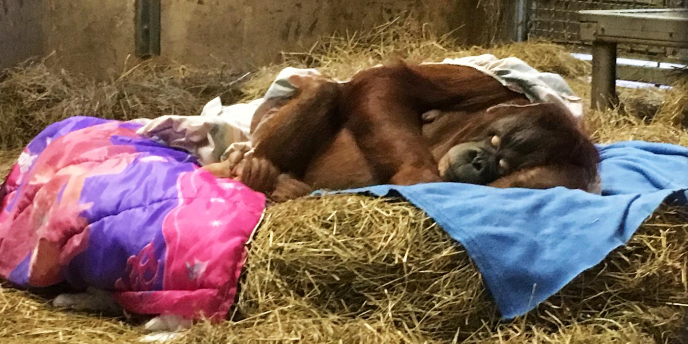 Pregnant orangutan Batang rests in her nest in 2016. 