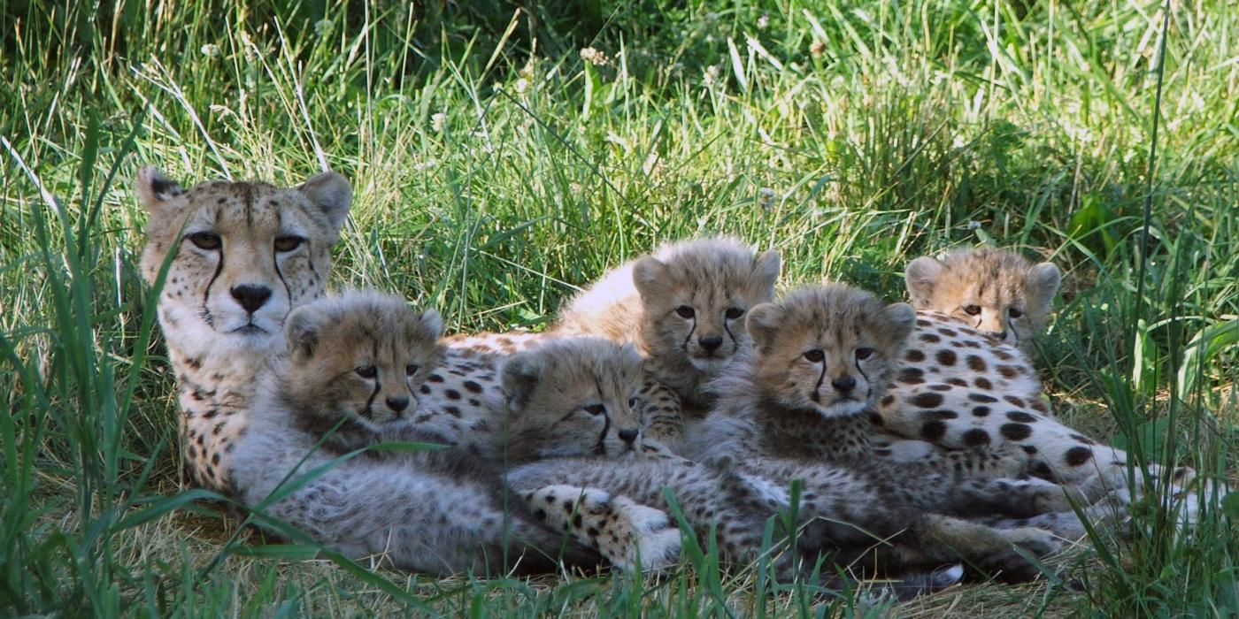 Cheetah mom and cubs at the Smithsonian Conservation Biology Institute (SCBI).