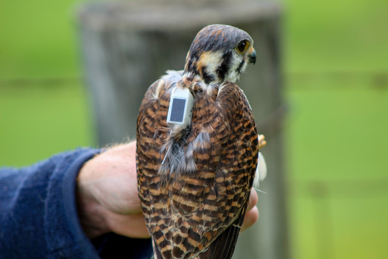 A small hawk, called a kestrel, held in a researchers hand and wearing a small GPS tracker on its back