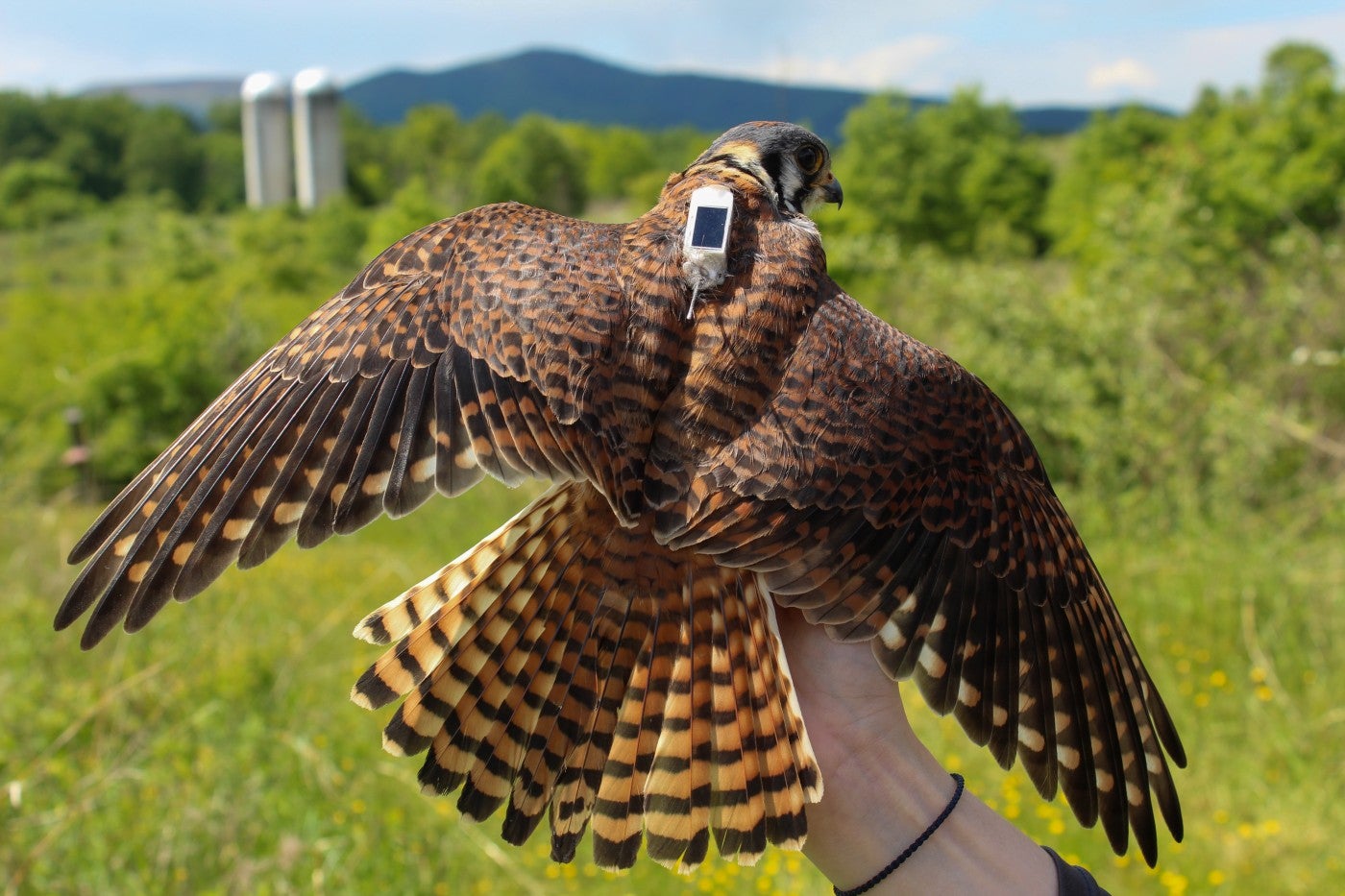 A small hawk, called a kestrel, held in a researchers hand with its wings and tail feathers spread out, and a small GPS tracker on its back