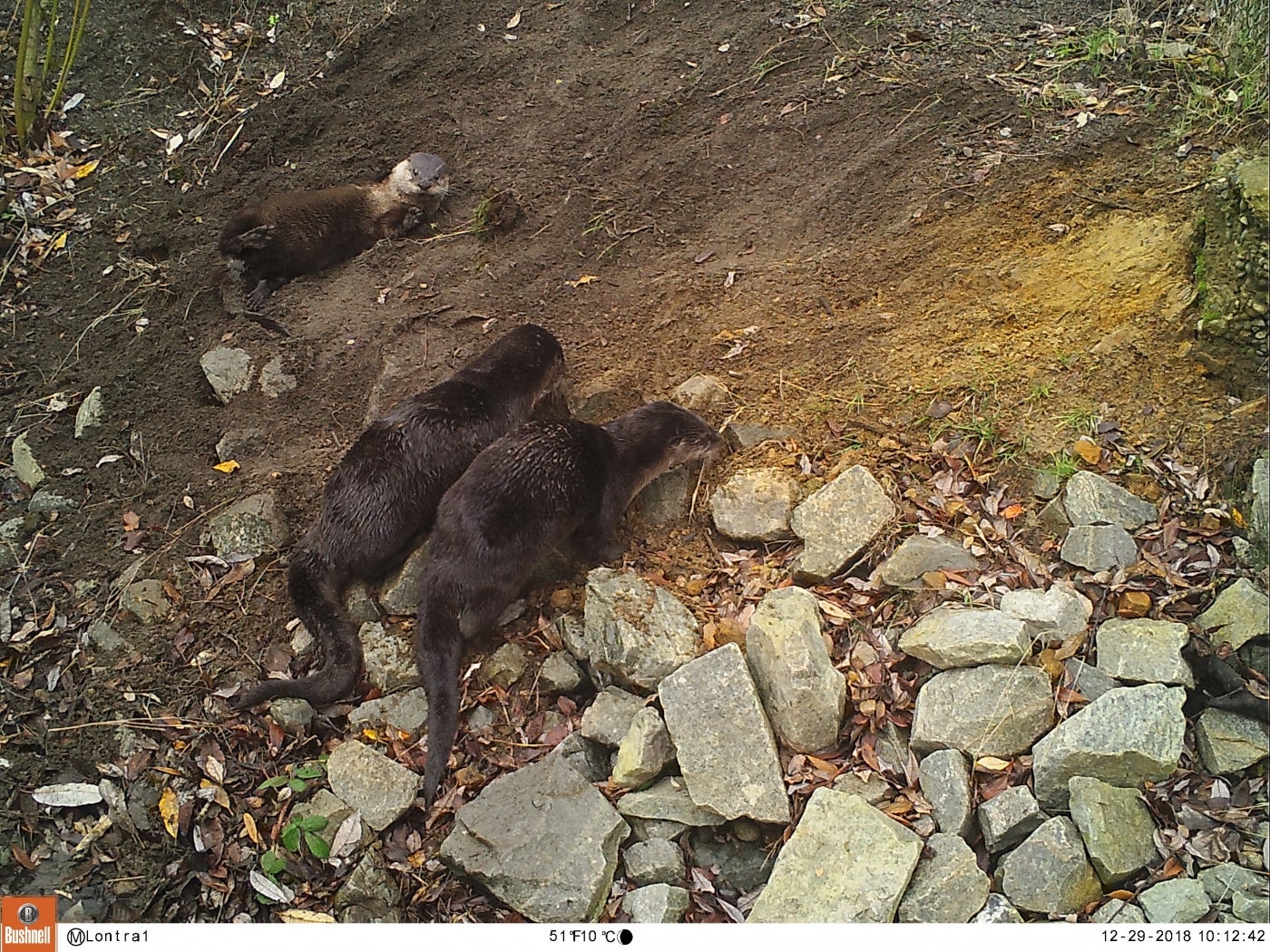 North American river otters captured on a camera trap in Washington state. 