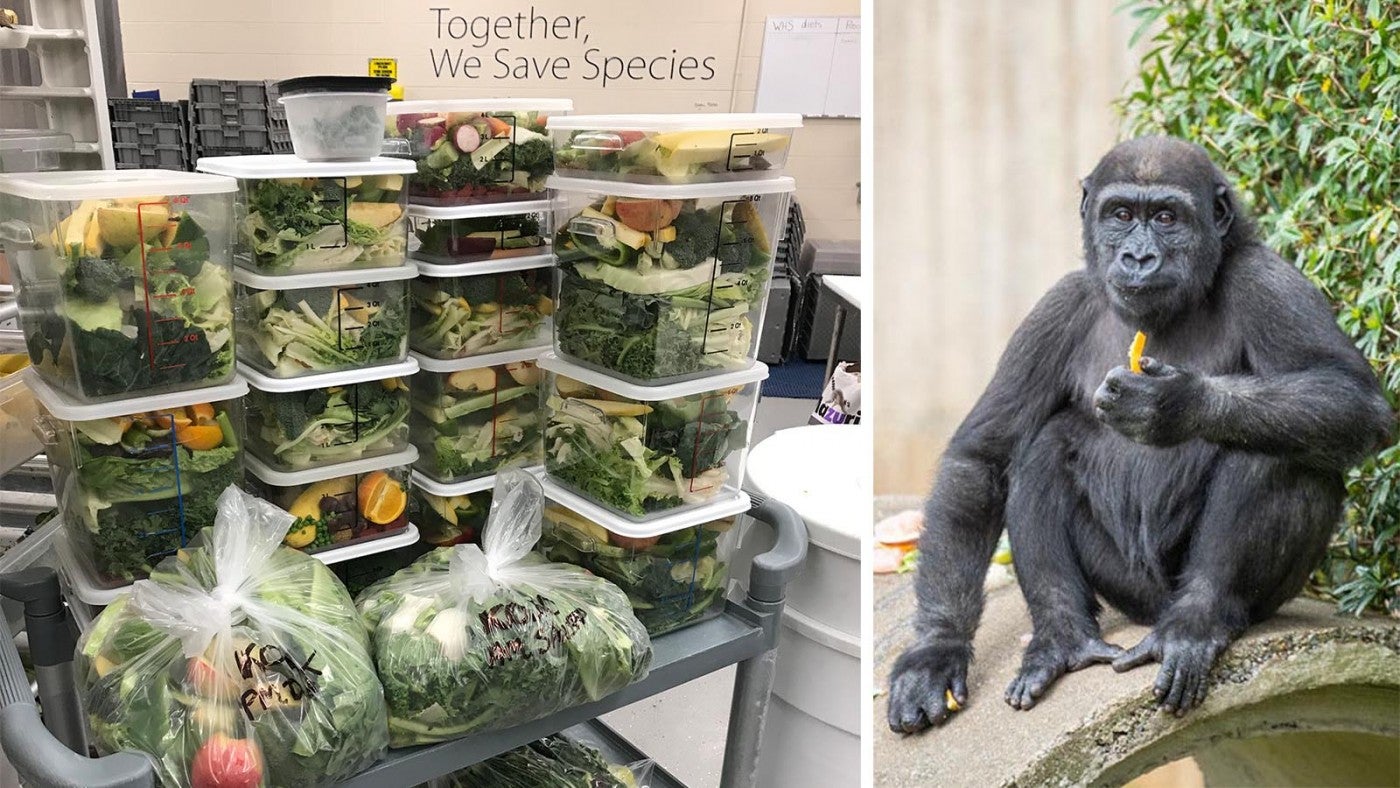 In this photo, diet bins hold each individual gorilla’s daily diet, and the bags contain foods that keepers spread around the habitat, enabling the troop to forage together. 