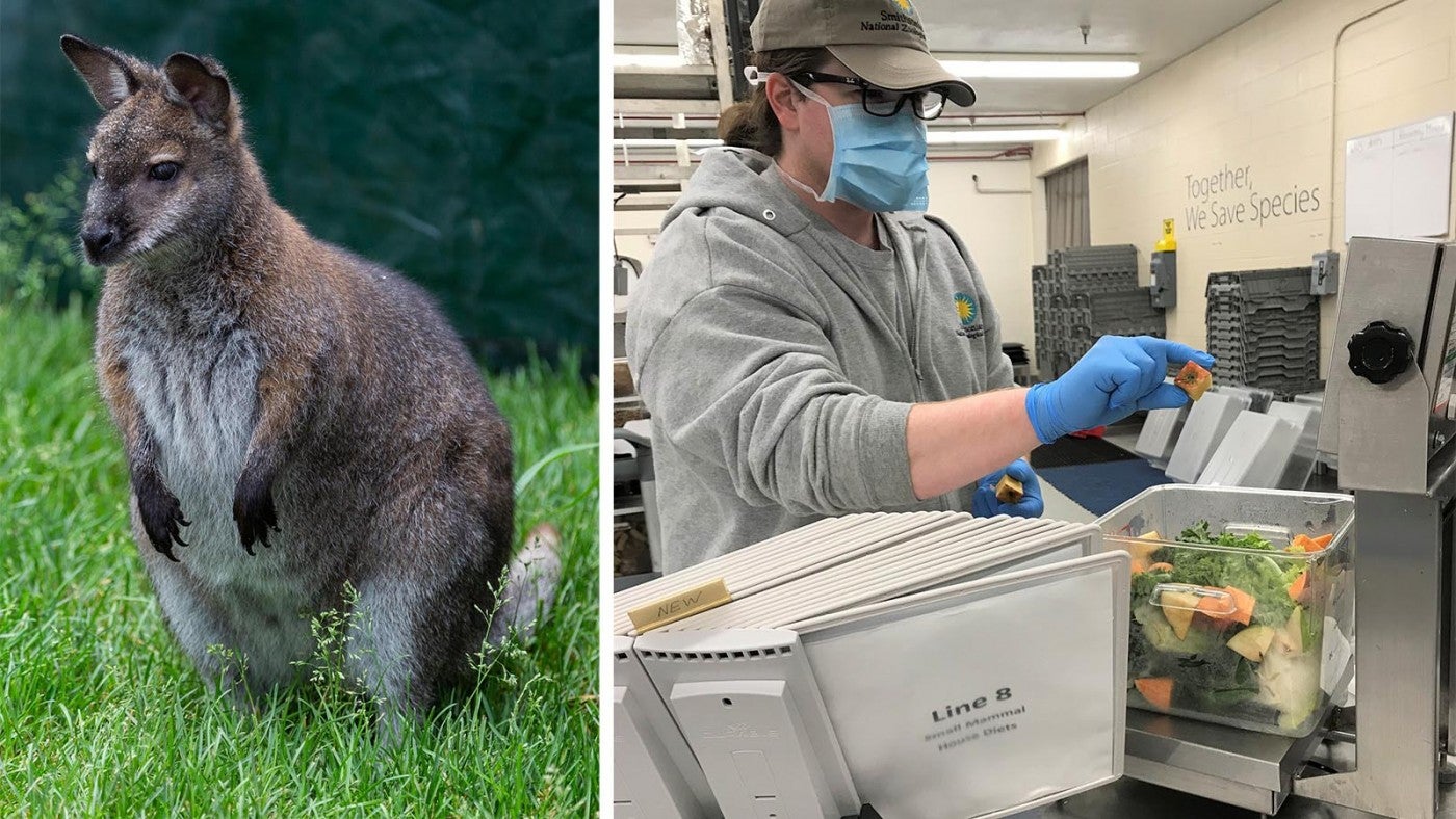 Commissary keeper Brian Cannon is preparing a diet for one of the Small Mammal House’s Bennett’s wallabies. 