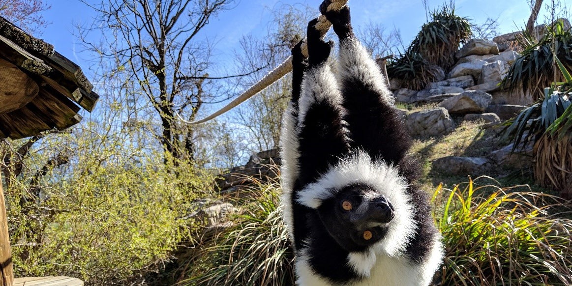 Black-and-white ruffed lemur Wiley