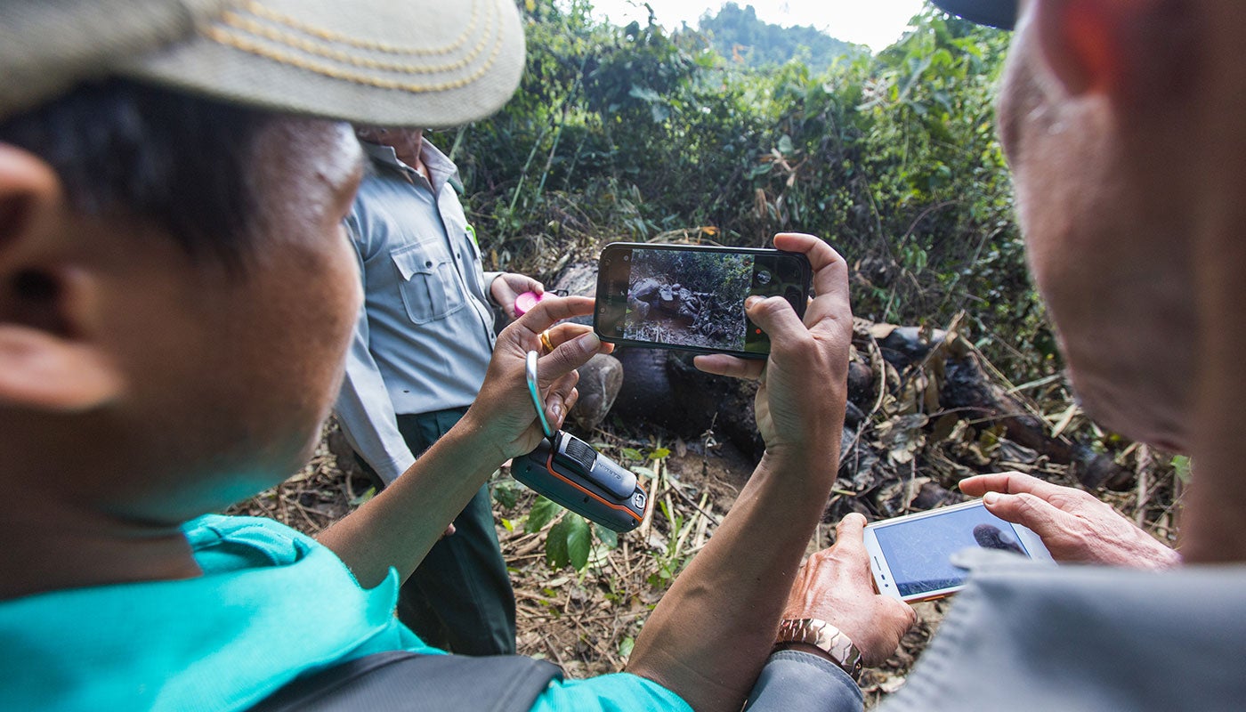 Field researchers in Myanmar hold up their phones, documenting a poached Asian elephant with photographs