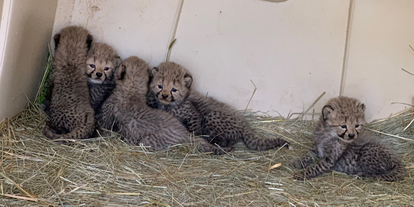 Five tiny cheetah cubs pile up in a corner of their den. Yellow straw covers the den floor.