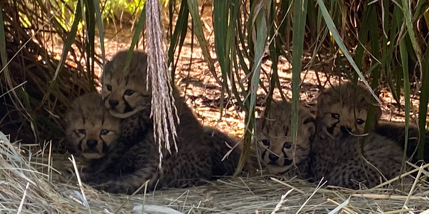 Four cheetah cubs poke their little heads out of a patch of tall grass. The fifth is nearby, off-camera.
