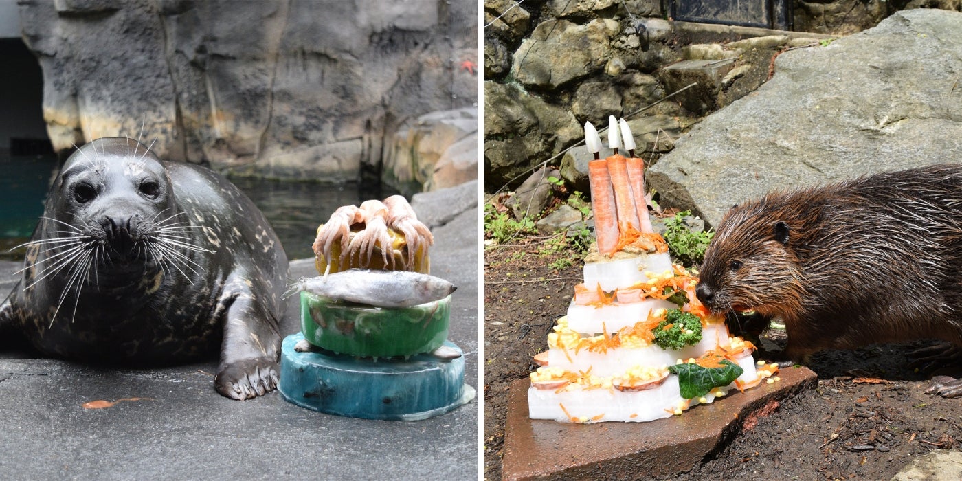 Harbor seal Rabbit and North American beaver Aspen with their birthday cakes!