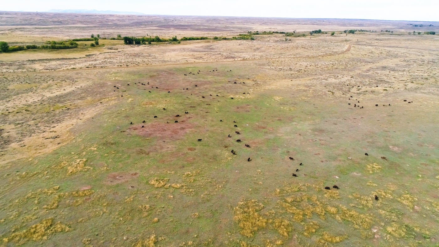 A herd of bison grazes on patches of grass around a prairie dog town in Montana's grasslands. Mounds of dirt can be seen on the ground around the bison, where prairie dogs have dug their burrows.