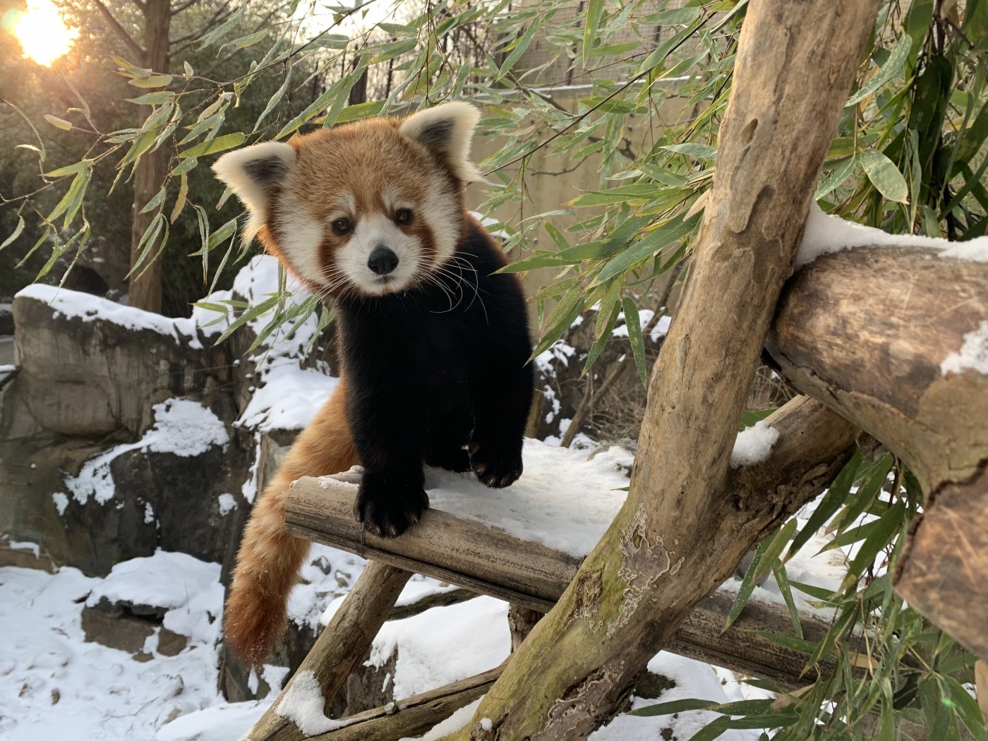 Red panda, Jackie, in the snow