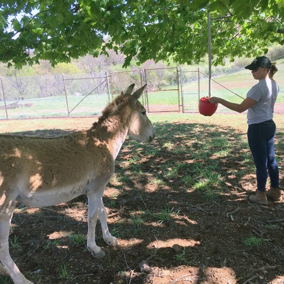 Animal keeper Tara Buk trains a female onager to urinate on command so scientists can analyze her hormones and determine her readiness to breed. 