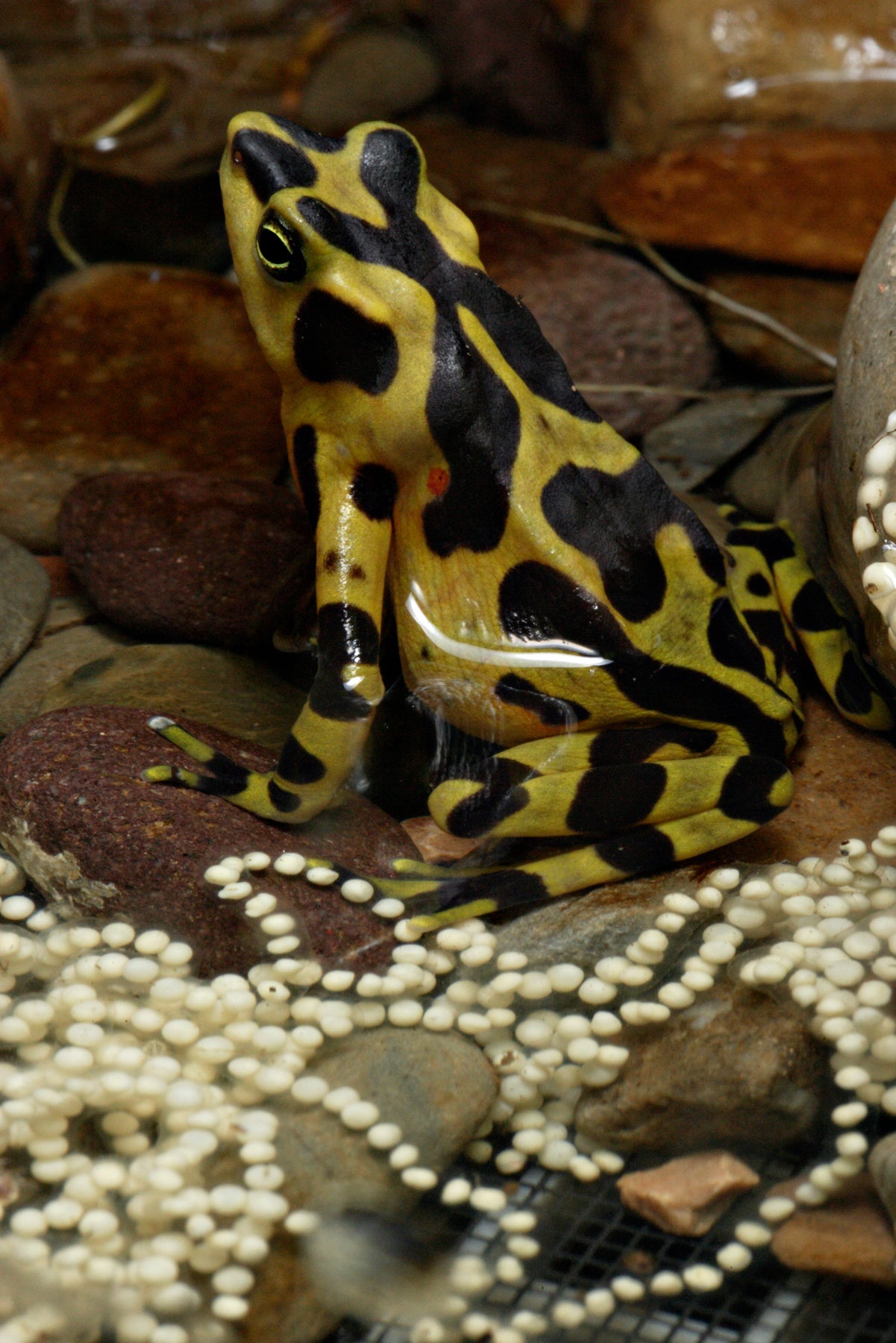 panamanian golden frog with eggs