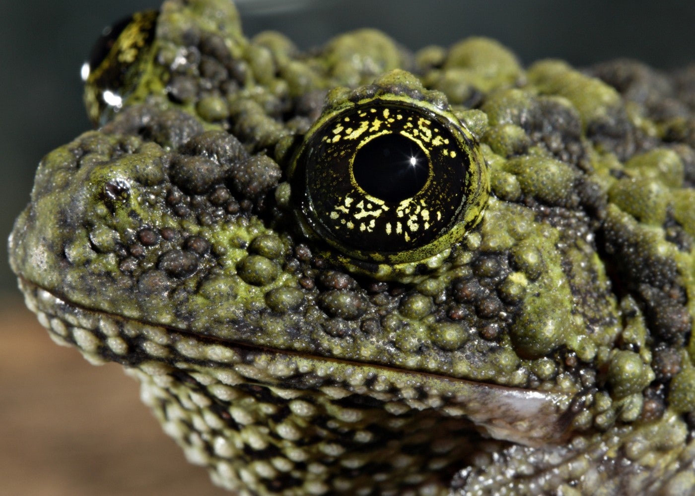 Care and Breeding the Vietnamese Mossy Frog - Reptiles Magazine