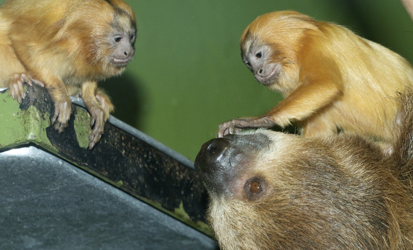 Two golden lion tamarin interact with a sloth. One tamarin is perched in the top left corner of the photo on a metal platform. The other tamarin, on the right side of the photo, appears to be sitting on the sloth. Only the sloth's head is in the frame.