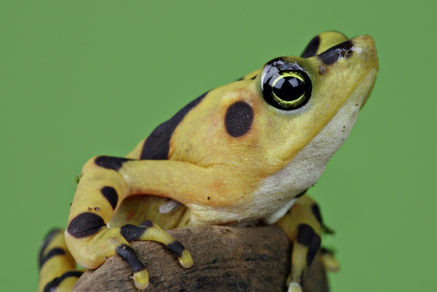 A close-up of a Panamanian golden frog sitting on a rock in front of a green backdrop. 