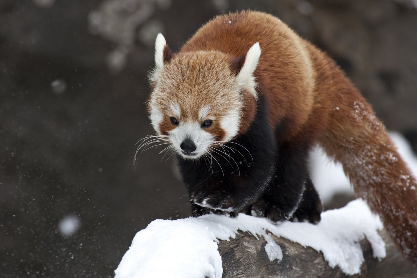 A red panda with thick  fur, long whiskers, claws and a long, furry tail walks across a snow-covered branch