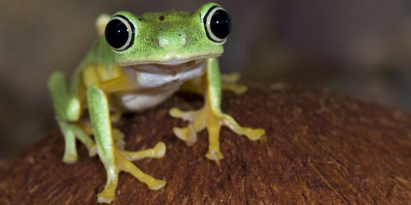 May 3: The Secret Lives of Amphibians