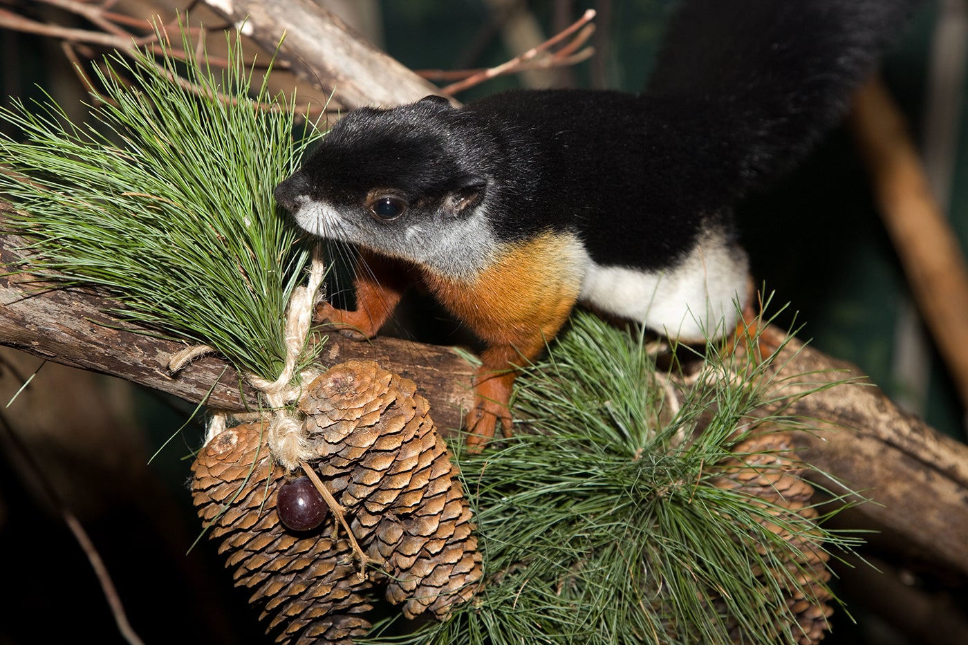 A small squirrel, called a Prevost's squirrel, with whiskers, short pointed ears and a bushy tail perched on a pine tree branch. Its thick fur is black, white and brown-red.