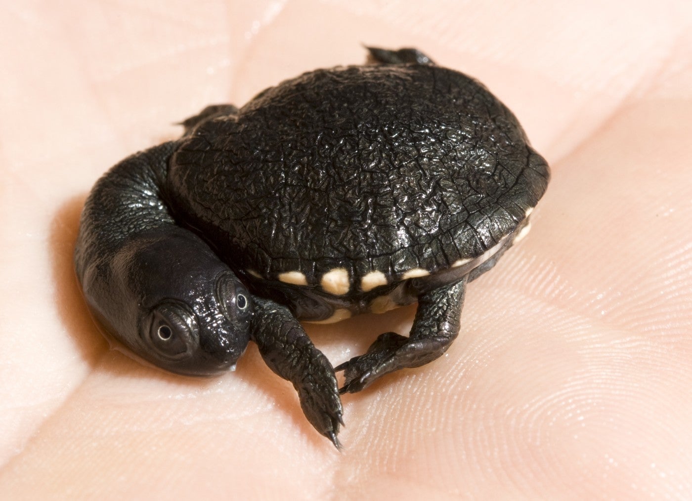 These Teeny, Tiny Turtle Hatchlings Fit in the Palm of Your Hand