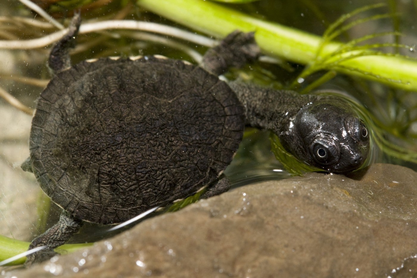 Snake-necked turtle hatchling in the water. 