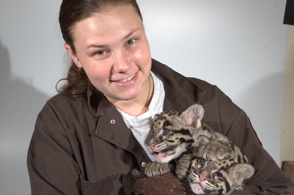 Animal keeper Jessica Kordell holds two clouded leopard cubs. Jessica is wearing a brown jacket over a white t-shirt and appears to have heavy-duty, brown gloves on.