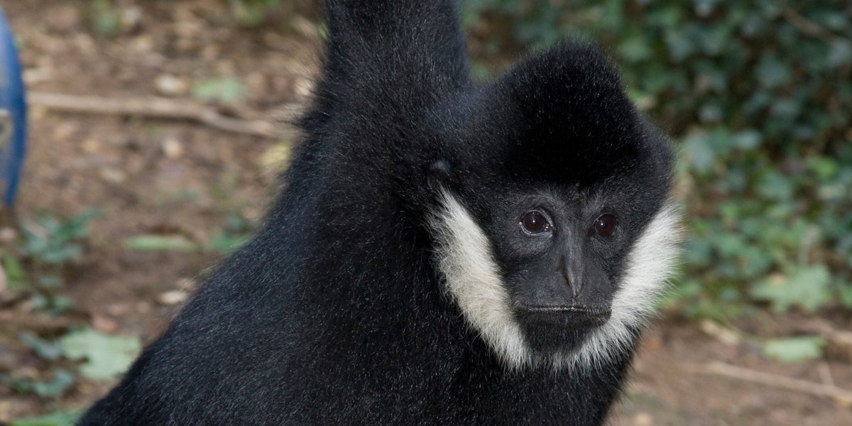 White-cheeked Gibbon Sydney