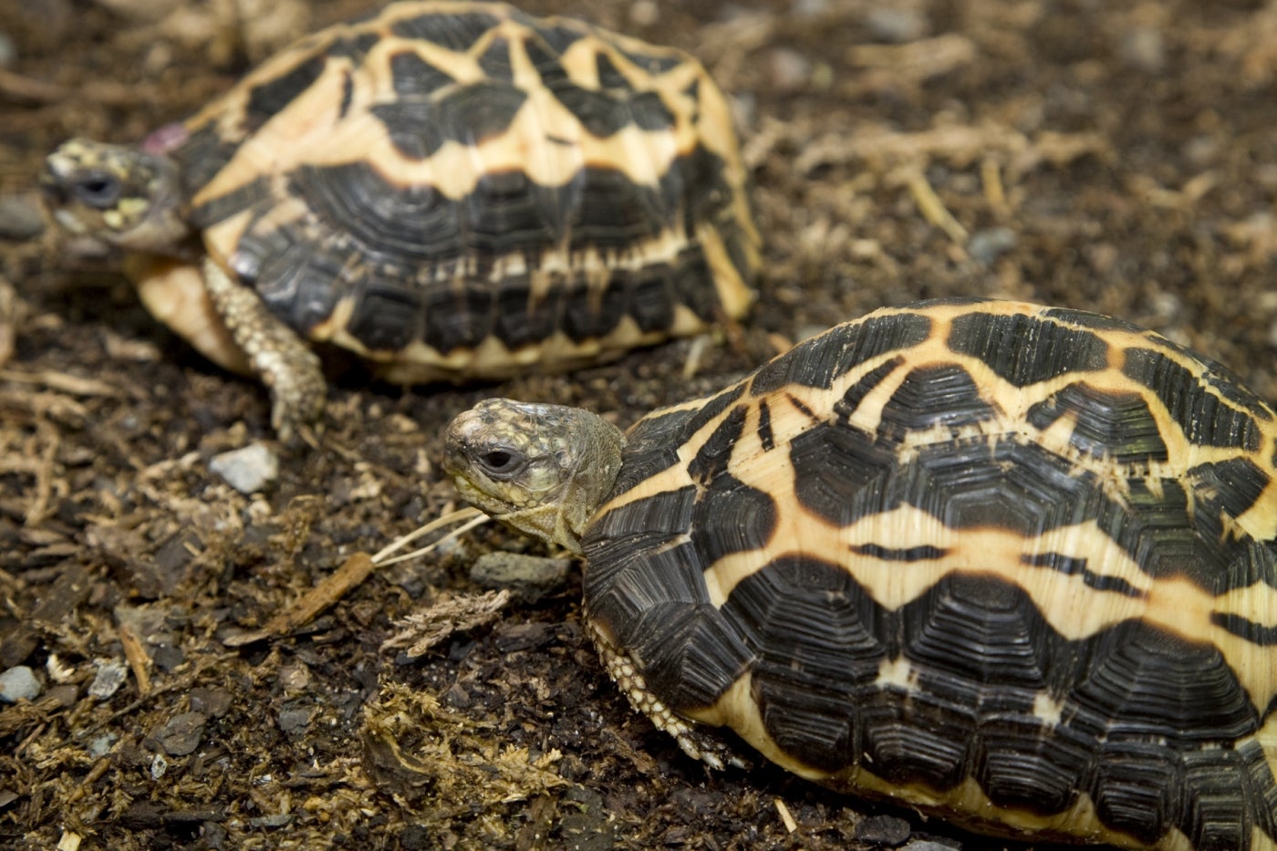 Two spider tortoises
