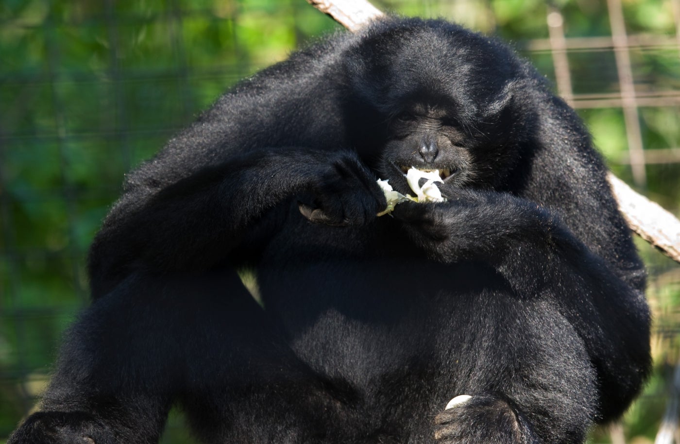 Siamang (gibbon) Bradley sits and eats a piece of fruit. He has thick black fur and long arms, and sits with his knees bent.