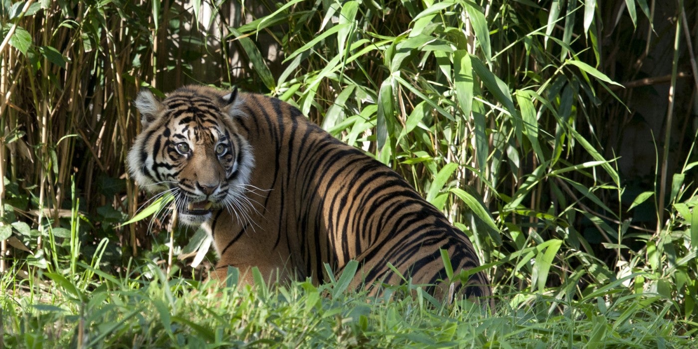 Sumatran tiger, Damai, sits in some tall grass in her yard. Her back is to the camera, but her head is looking behind her, just to the right of the camera.