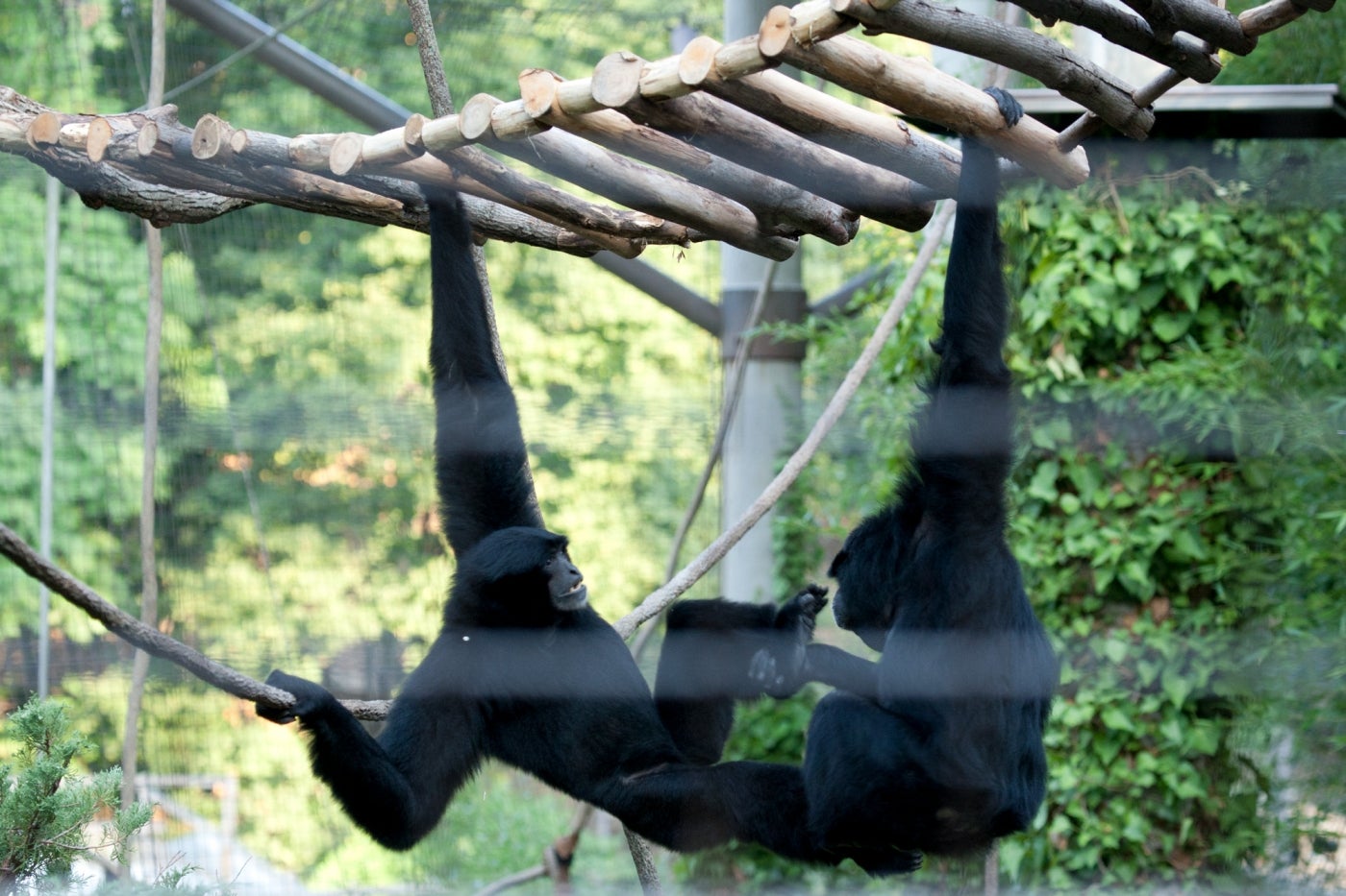 Siamangs (gibbons) Bradley and Ronnie hang onto a bridge made of tree branches. They have black fur and long arms. One of the gibbons holds and examines the other's foot.