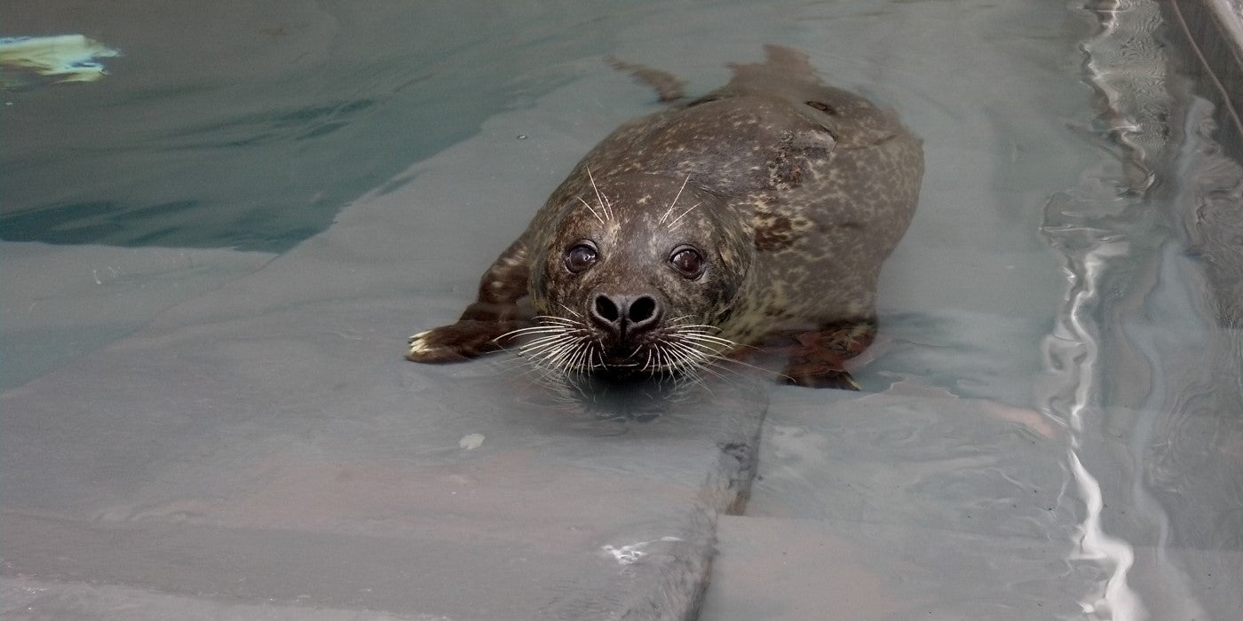 Harbor seal, Luke, is partly in a pool. His head is out of the water, while his front flippers rest on the steps of the pool.