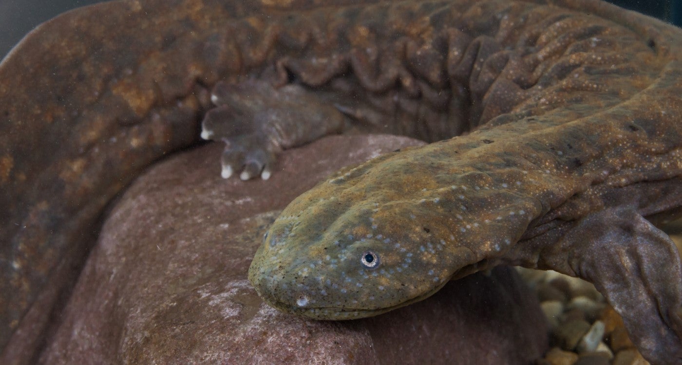 A hellbender (salamander) lies across a large reddish-brown rock. 