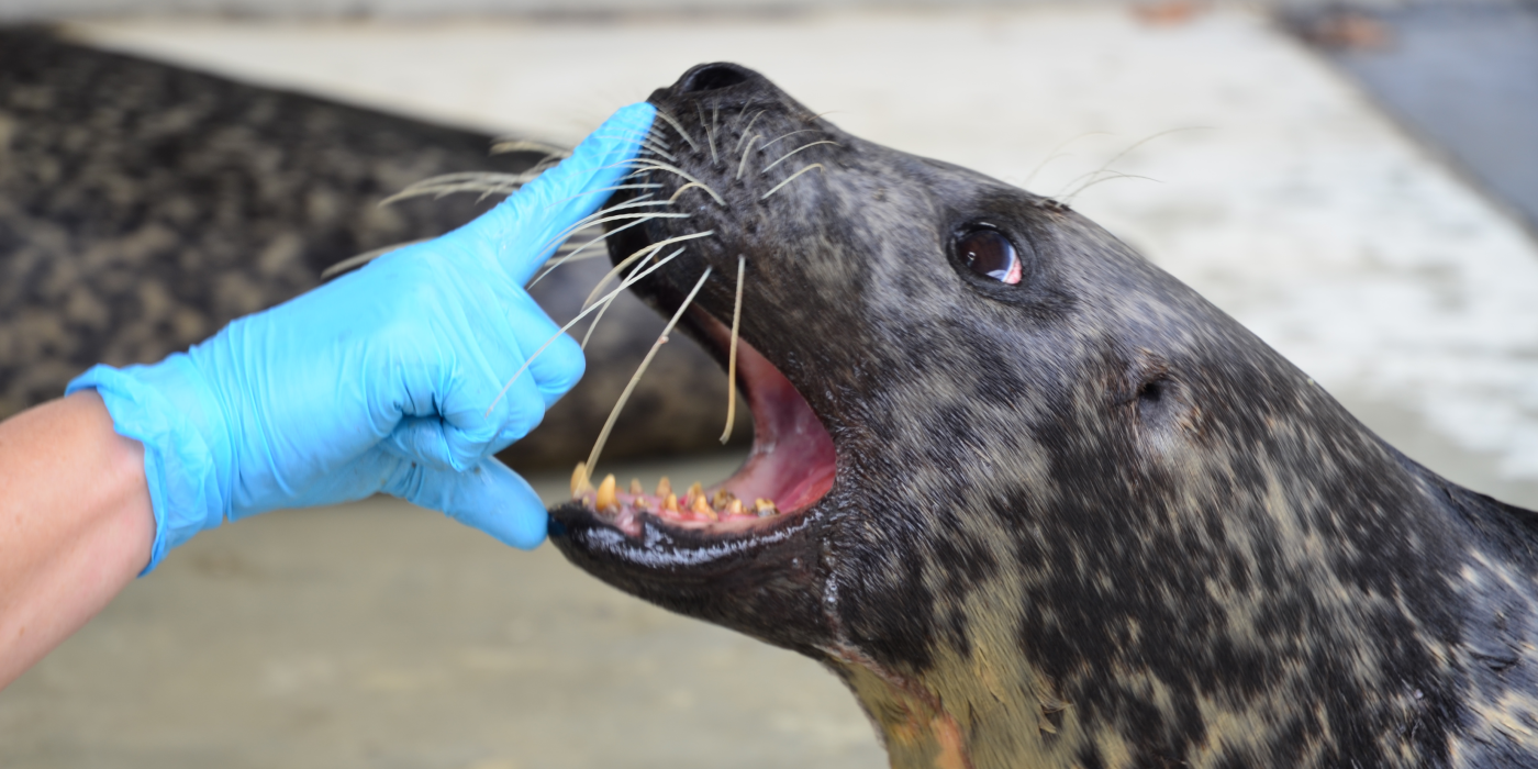 A keeper's hand, with a blue latex glove on, has their index finger on the snout of a harbor seal. The seal's mouth is opened wide and the keeper's thumb is on the bottom of the opened mouth. 