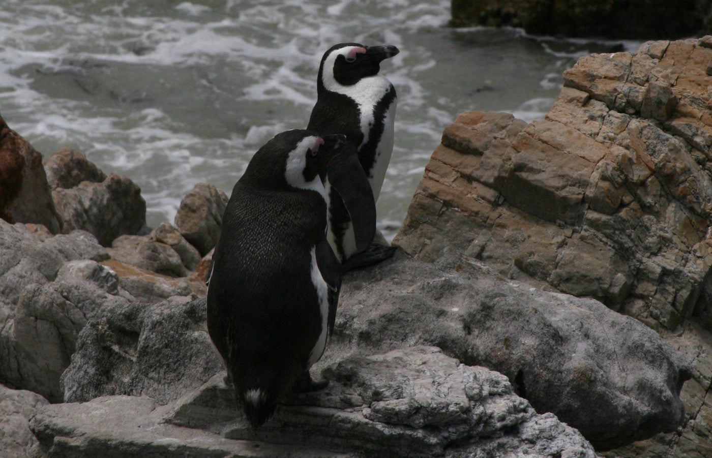 Two African penguins in South Africa