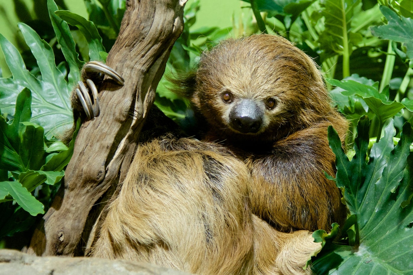 A southern two-toed sloth with long, coarse brown fur, a small snout, small eyes, long limbs and curved claws perches in a tree and holds onto a branch