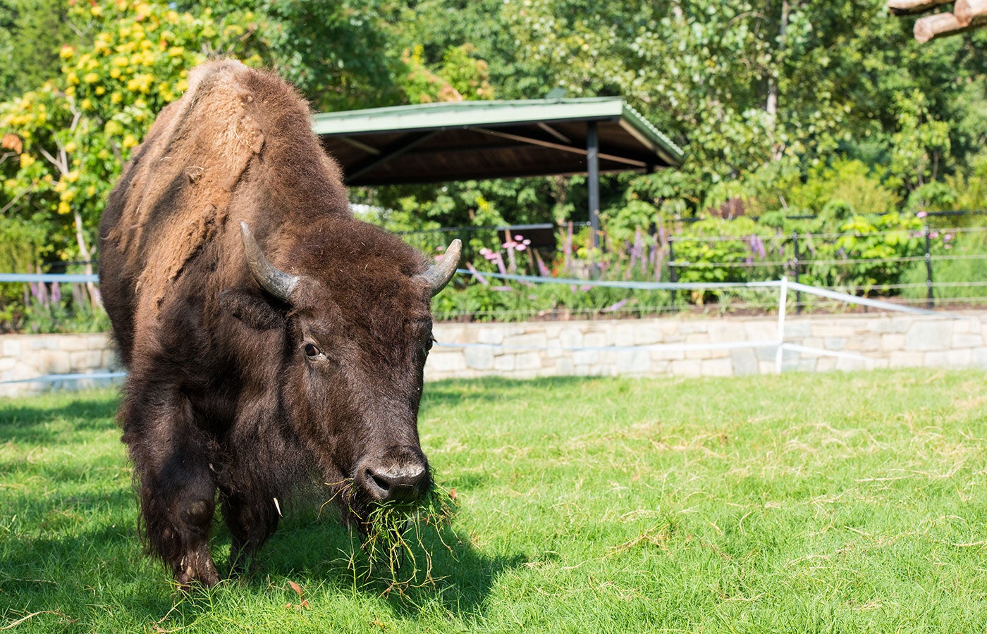 An American bison, sometimes called a buffalo, eats grass in the Smithsonian's National Zoo's American bison yard